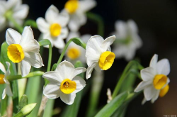 水仙花有毒吗,美丽背后的毒性揭秘