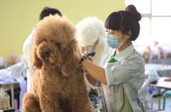宠物美容师学费多少,不同等级、地区与学校的费用差异