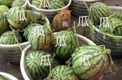 娱乐吃瓜的头像,趣味与争议并存