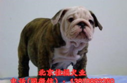 英牛犬,忠诚与力量的完美结合