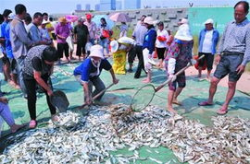 海盐码头有海鲜买吗多少钱啊,新鲜种类丰富