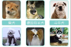 狗叫声下载,探寻狗狗叫声背后的情感密码